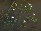 Ranunculus peltatus. Цветущие растения на поверхности небольшого стоячего водоёма. Нидерланды, провинция Drenthe, национальный парк Drentsche Aa, заказник Eexterveld. 31 мая 2008 г.