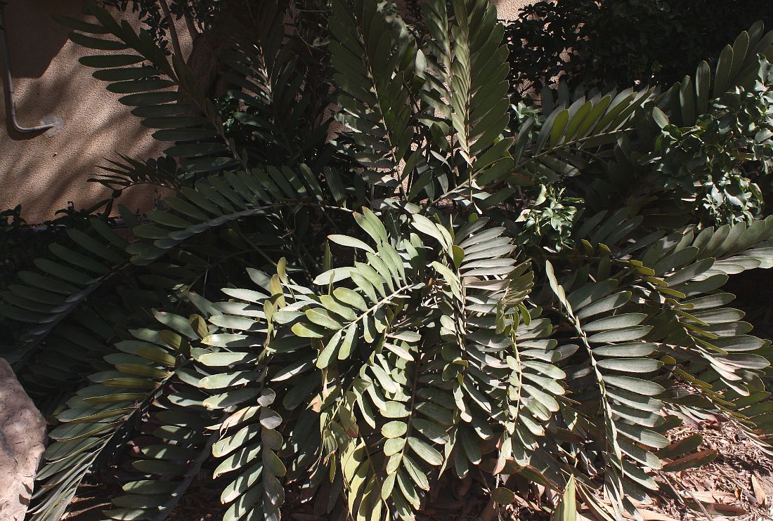 Image of Zamia furfuracea specimen.