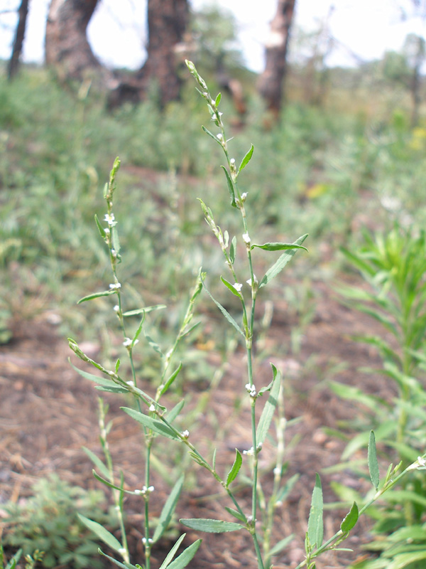 Изображение особи Polygonum neglectum.