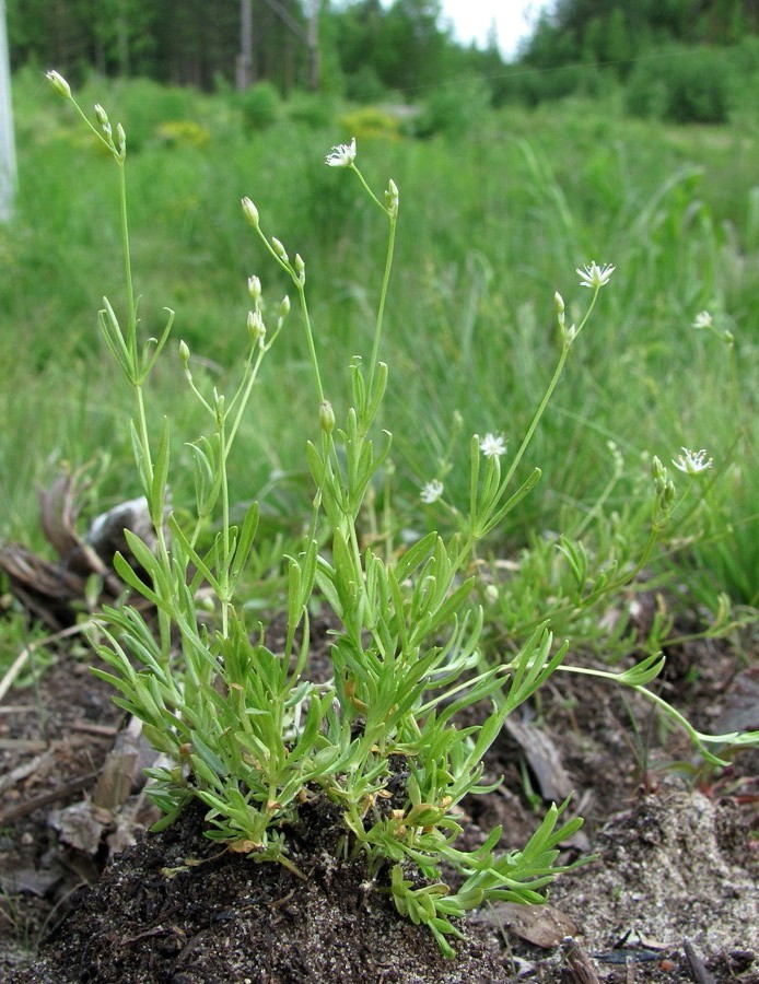 Изображение особи Stellaria longifolia.