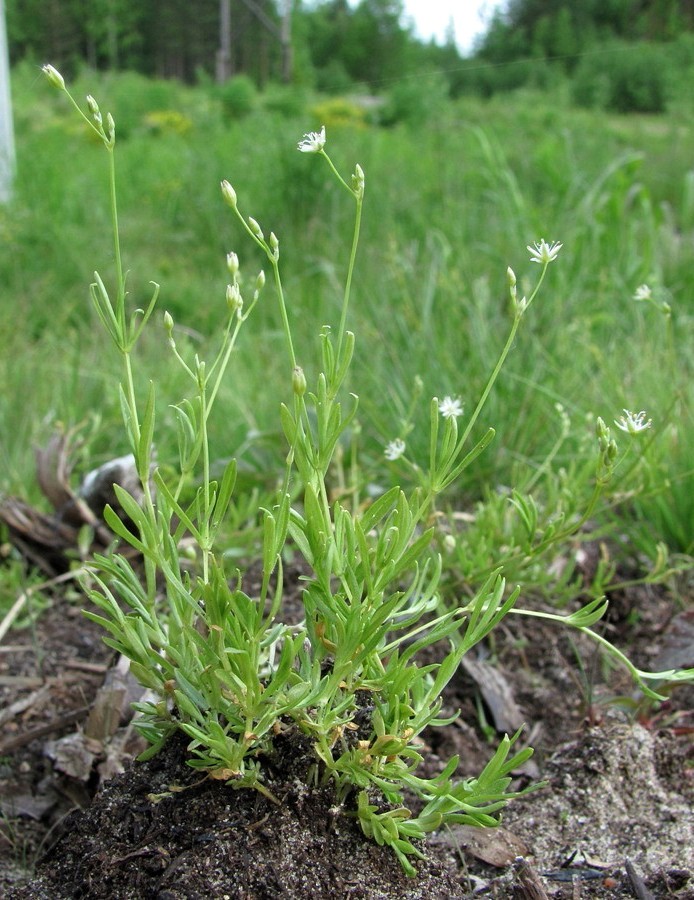 Image of Stellaria longifolia specimen.