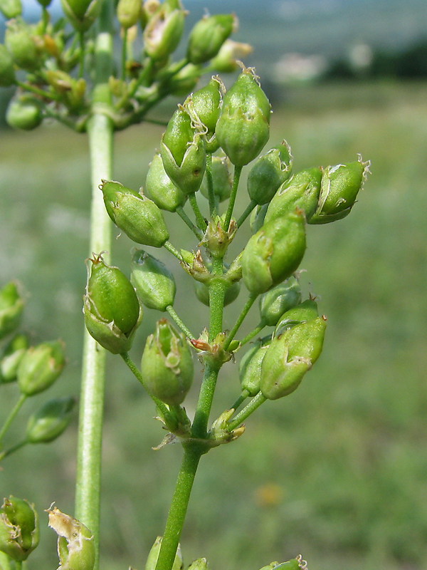 Image of Silene donetzica specimen.