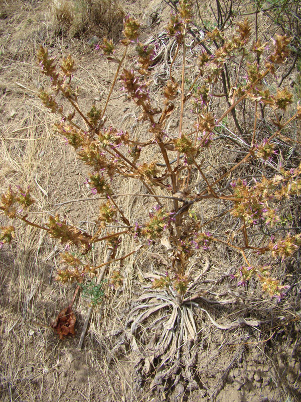 Image of Cousinia lappacea specimen.