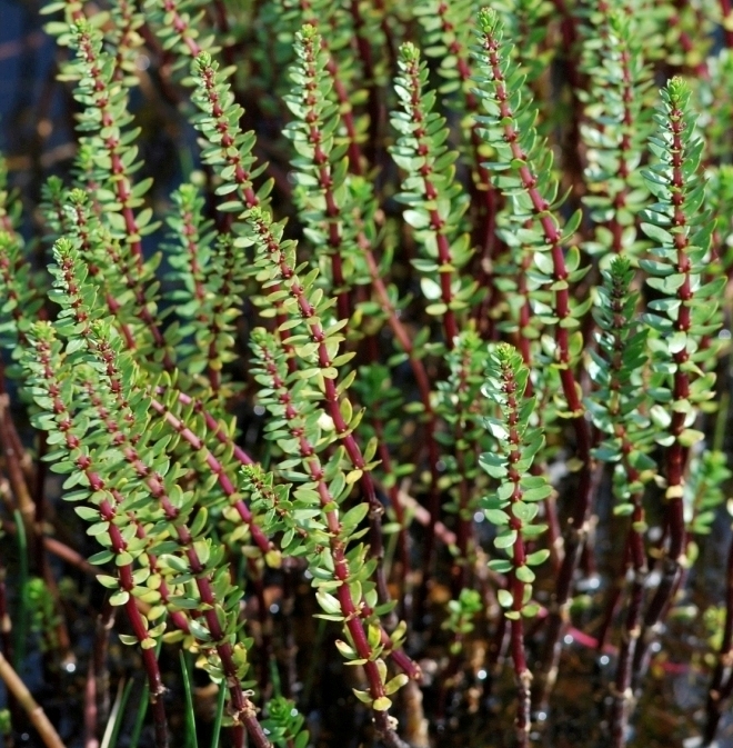 Изображение особи Hippuris tetraphylla.