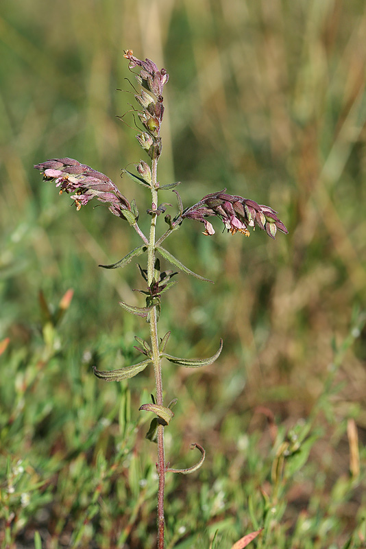 Изображение особи Odontites vulgaris.