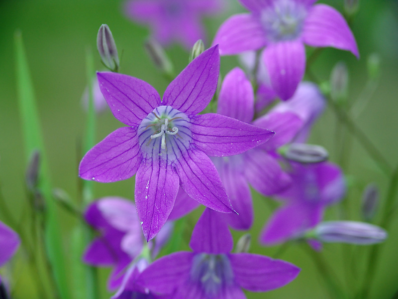 Изображение особи Campanula patula.