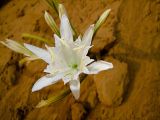 Pancratium maritimum