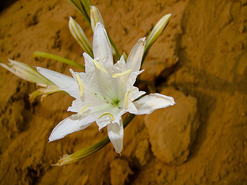 Изображение особи Pancratium maritimum.