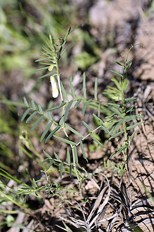 Изображение особи Vicia michauxii.