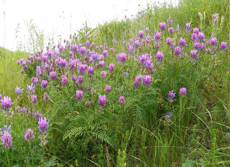 Изображение особи Astragalus onobrychis.