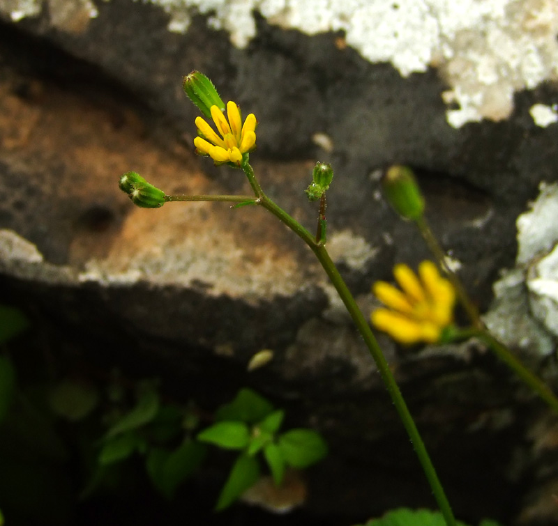 Изображение особи Rhagadiolus edulis.