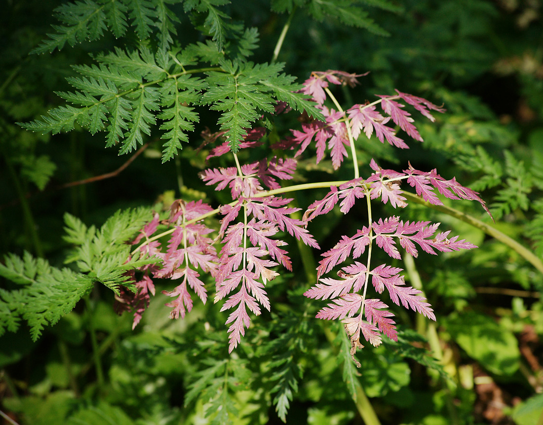 Image of Anthriscus sylvestris specimen.