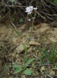 Valeriana chionophila. Цветущее растение. Казахстан, Кызылординская обл., Жанакорганский р-н, долина р. Бесарык. 29.04.2011.