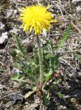 Taraxacum ostenfeldii. Цветущее растение. Окрестности Санкт-Петербурга, нижняя часть склона Кирхгофской возвышенности, низкотравный замоховелый кальцефитный луг. 14.05.2011.