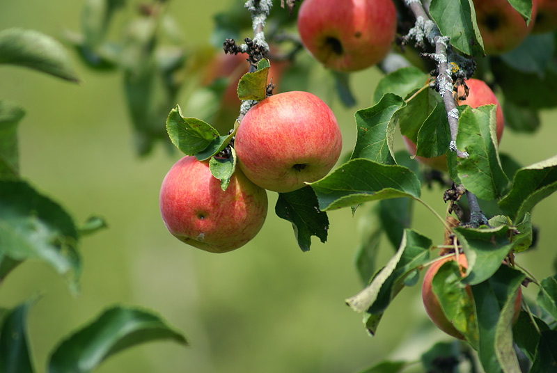 Изображение особи Malus domestica.