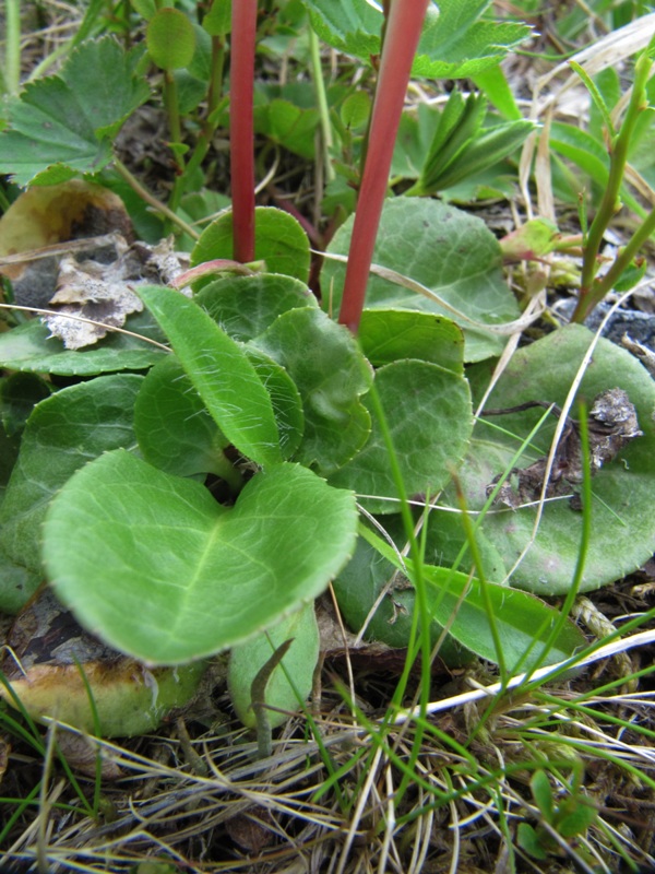 Image of Pyrola grandiflora specimen.
