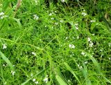 Galium palustre