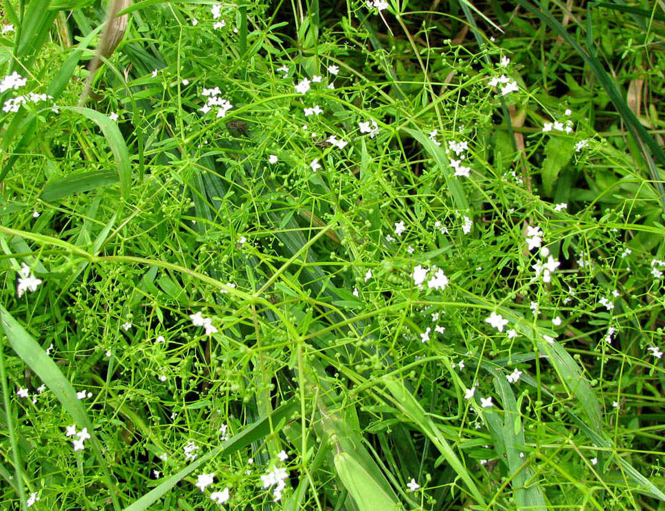 Image of Galium palustre specimen.