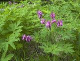 Corydalis multiflora