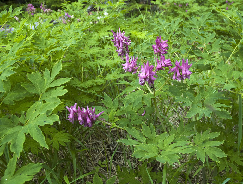 Image of Corydalis multiflora specimen.