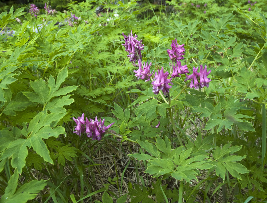 Изображение особи Corydalis multiflora.