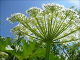 Heracleum stevenii