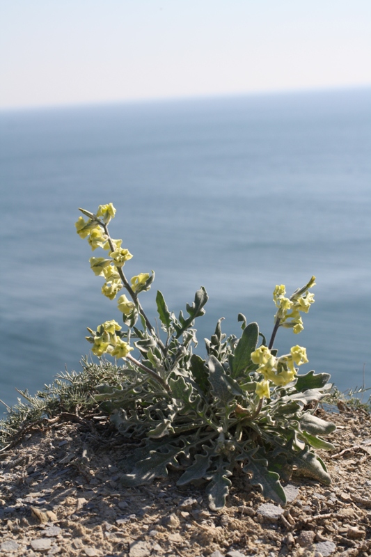 Image of Matthiola odoratissima specimen.