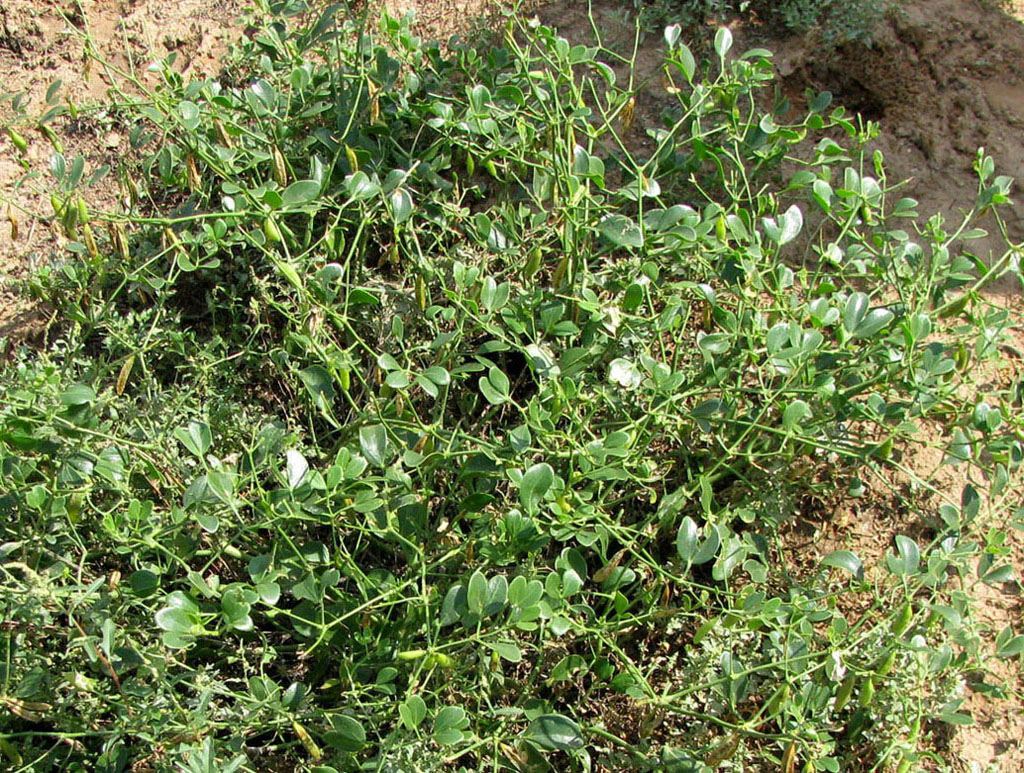Image of Zygophyllum fabago specimen.