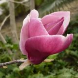 Magnolia × soulangeana