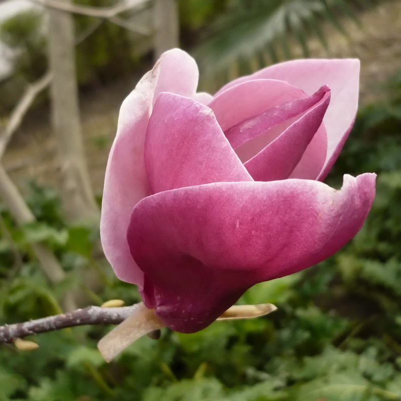 Image of Magnolia &times; soulangeana specimen.