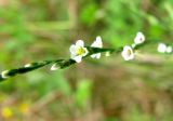 Polygonum pulchellum. Часть соцветия. Астраханская обл., Икрянинский р-н, с. Озерное, берег ерика Кукшин. 16.08.2011.