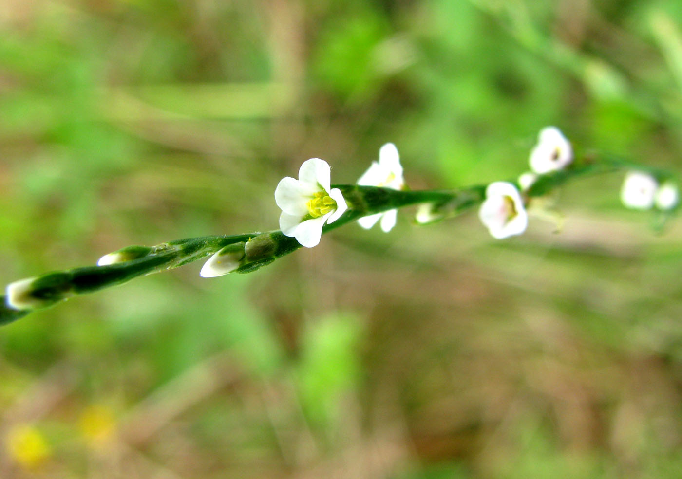 Image of Polygonum pulchellum specimen.