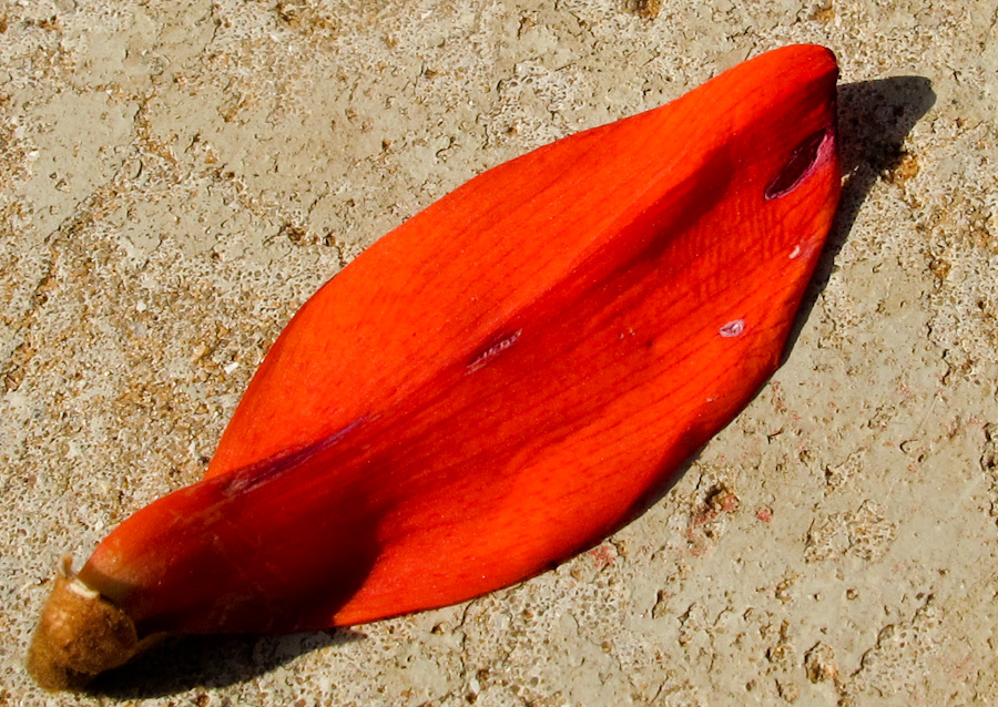 Image of Erythrina corallodendron specimen.