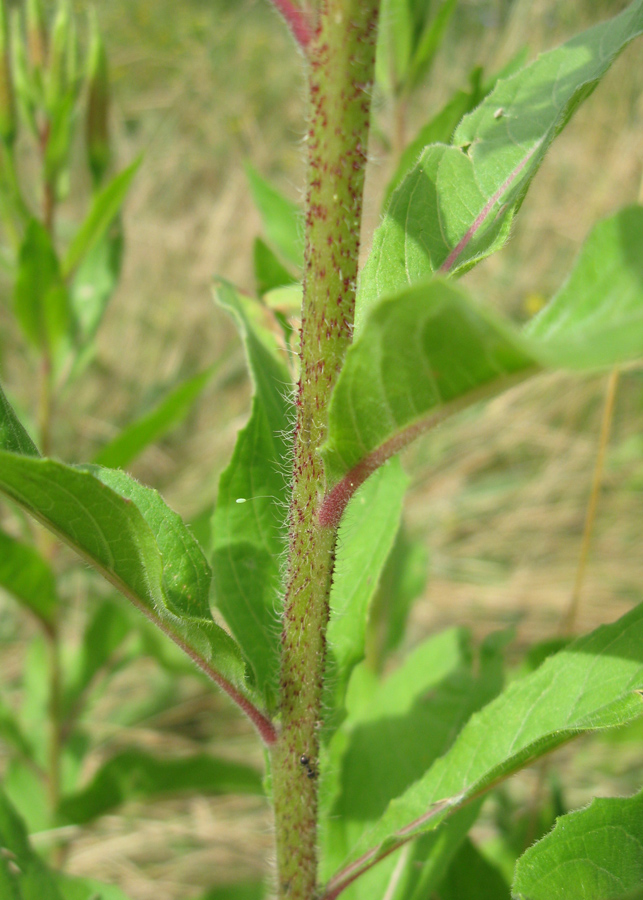 Изображение особи Oenothera glazioviana.