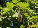 Catalpa ovata