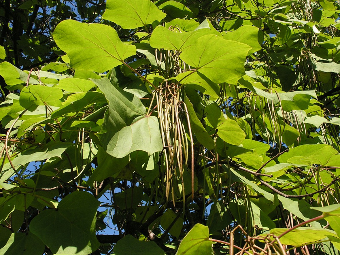 Изображение особи Catalpa ovata.