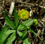 Ranunculus bujbensis