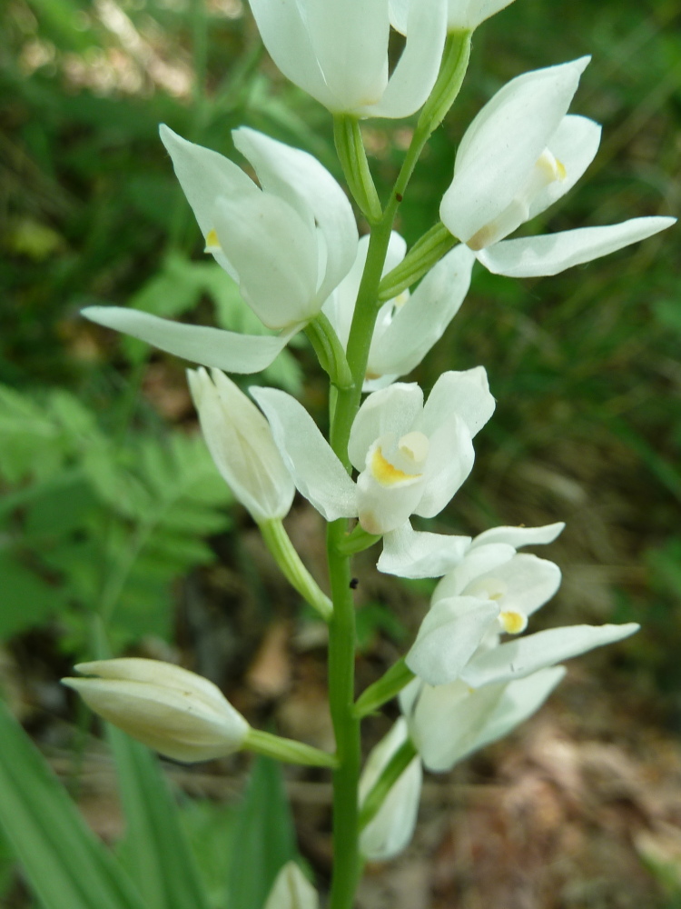 Изображение особи Cephalanthera longifolia.