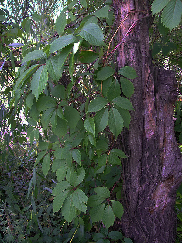 Изображение особи Parthenocissus quinquefolia.