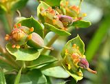 Euphorbia marschalliana