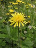 Hieracium sylvularum