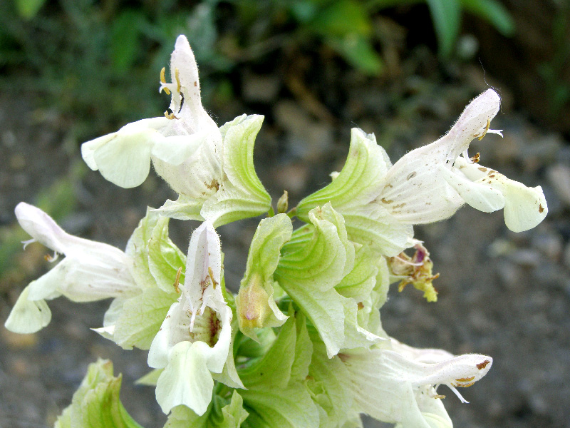 Image of Salvia korolkowii specimen.
