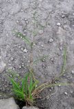 Eragrostis minor. Цветущее растение. Зап. Крым, г. Саки, территория детского оздоровительного лагеря \"Прибрежный\". 30.08.2011.