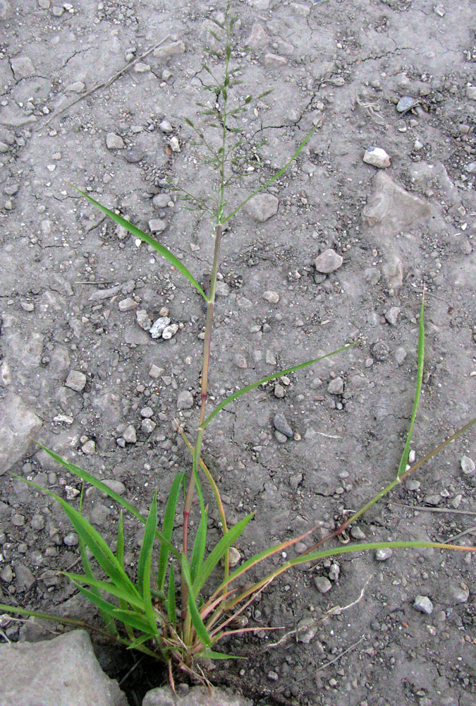 Image of Eragrostis minor specimen.
