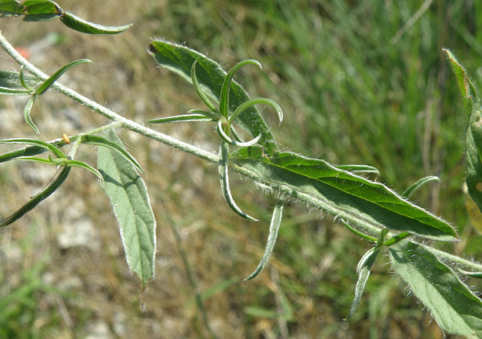 Image of Convolvulus cantabrica specimen.