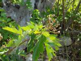 Sorbus torminalis. Верхушка побега с завязавшимся соплодием. Крым, окр. г. Ялта, хр. Иограф. 23 июня 2012 г.