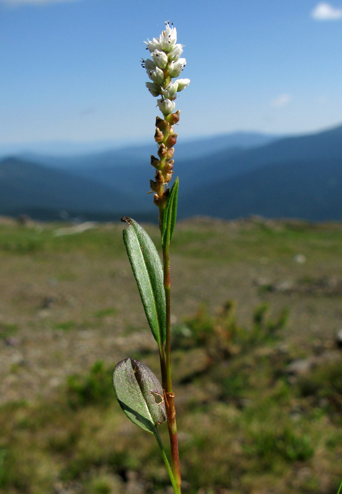 Image of Bistorta vivipara specimen.