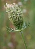 Daucus carota. Соцветие. Адыгея, окр. пос. Каменномостский. 12.08.2008.