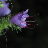 Echium vulgare