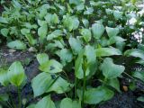 Alisma plantago-aquatica